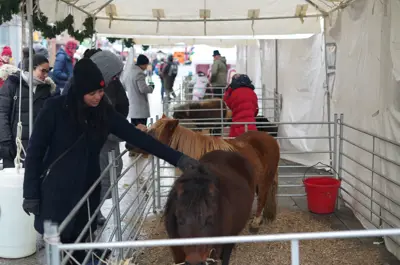 Individual petting a miniature horse at Christkindl Market