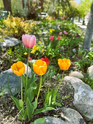 flowers in a garden