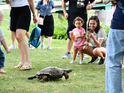 kids watching large turtle walk