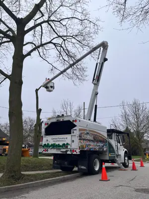 A tree with work being done to it.