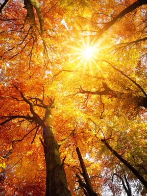 tree with fall leaves