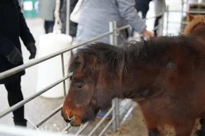 horse in petting zoo