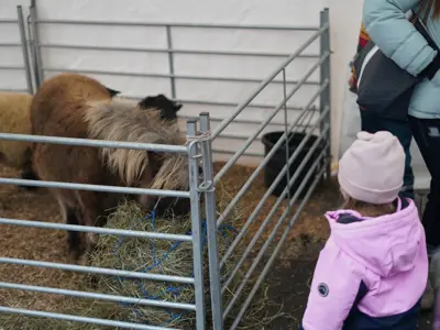 little girl looking at mini pony