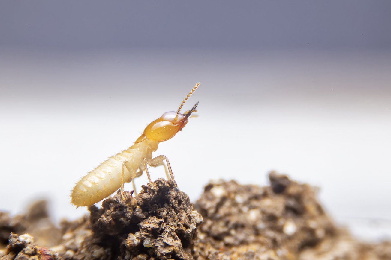 Photo of a termite on dirt