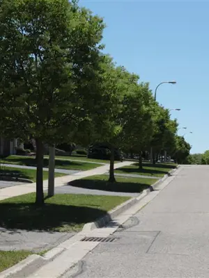 A tree in a Kitchener neighbourhood
