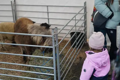 little girl looking at pony in petting zoo